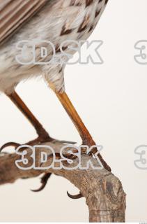 Fieldfare-Turdus pilaris 0048